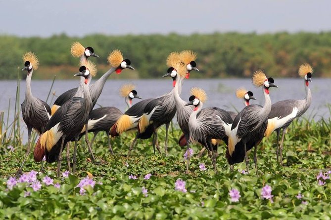 3 Day Private safari to Murchison Falls National Park with Big Five Experience - What This Safari Does Well