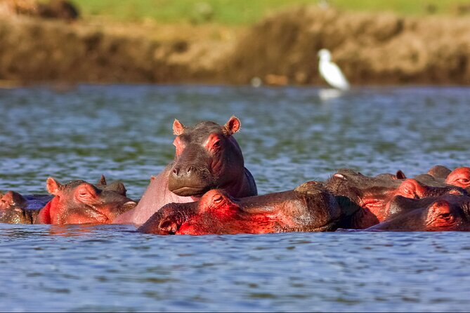 3 Day Private safari to Murchison Falls National Park with Big Five Experience - Day Three: Budongo Forest and the Journey Back