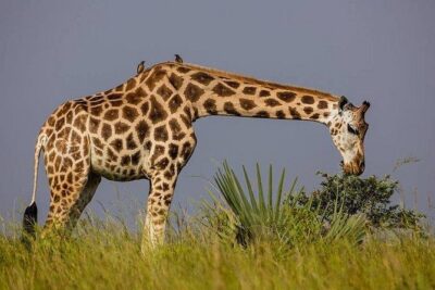3 Day Private safari to Murchison Falls National Park with Big Five Experience