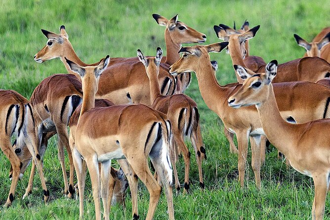 3 Day Private safari to Murchison Falls National Park with Big Five Experience - Is $1,400 Per Person Good Value?