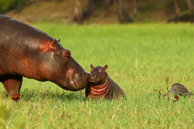 3 Day Private safari to Murchison Falls National Park with Big Five Experience - Who Will Enjoy This Trip Most?