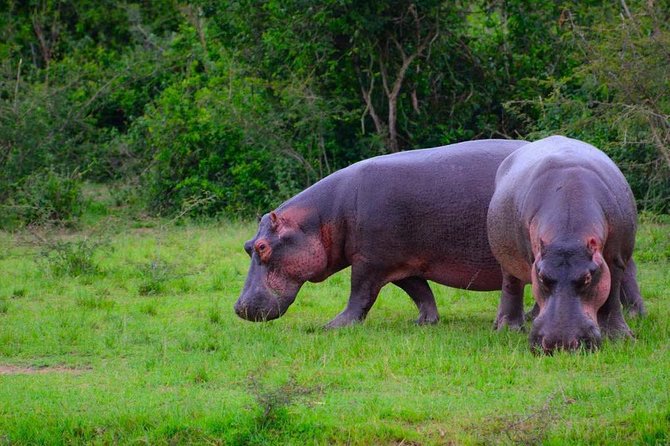 3 Day Private safari to Murchison Falls National Park with Big Five Experience - Practical Booking Advice