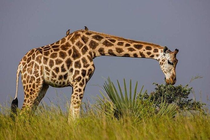 3 Day Private safari to Murchison Falls National Park with Big Five Experience - Day Two: Murchison Falls Wildlife and a Nile Cruise
