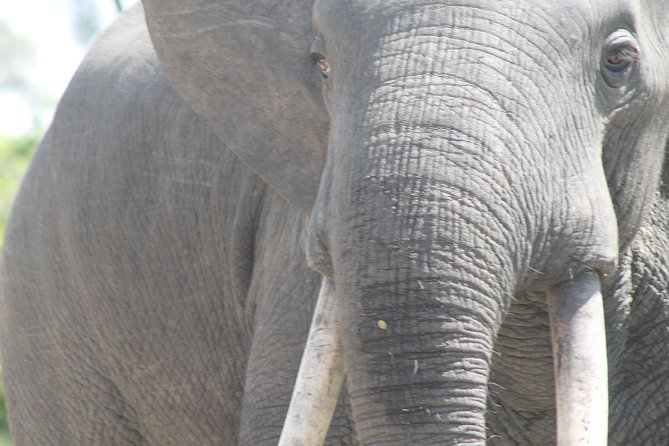3-Day Queen Elizabeth and Chimpanzees-Join a Group! - Why this three-day route works