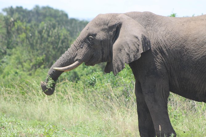 3-Day Queen Elizabeth and Chimpanzees-Join a Group! - What the $1,000 price really buys