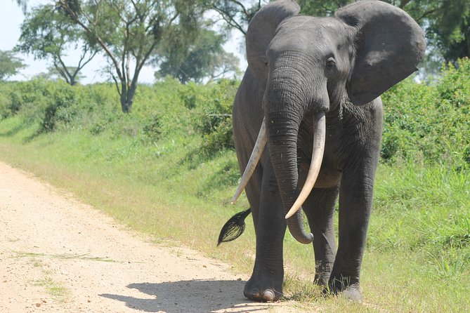 3-Day Queen Elizabeth and Chimpanzees-Join a Group! - The guide and group atmosphere