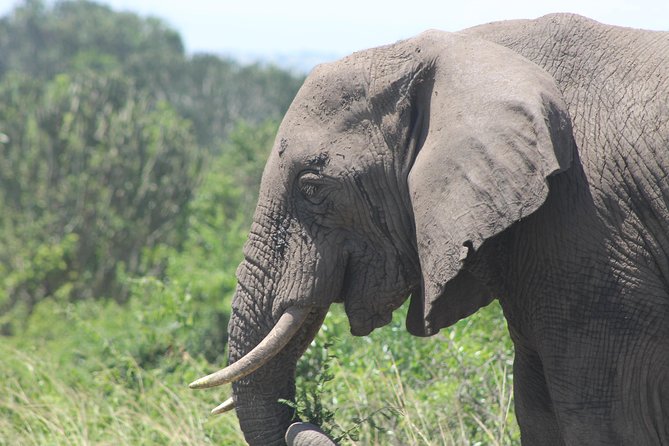 3-Day Queen Elizabeth and Chimpanzees-Join a Group! - Who should book this safari?