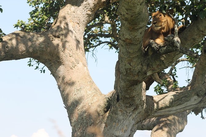 3-Day Queen Elizabeth and Chimpanzees-Join a Group! - Day one: the long road to Queen Elizabeth National Park