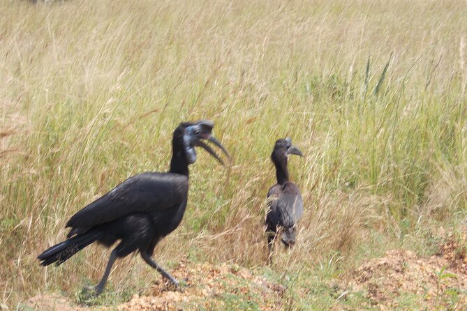 3-Day Queen Elizabeth safari - Day three: wildlife, the Equator, and the road back