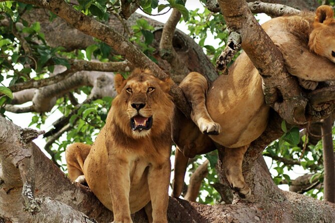 3-Day Safari in Queen Elizabeth National Park Uganda from Kampala - Guides, service, and the small-group setup