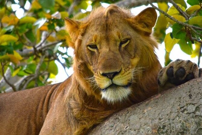 3-Day Safari in Queen Elizabeth National Park Uganda from Kampala - Who should book this safari?