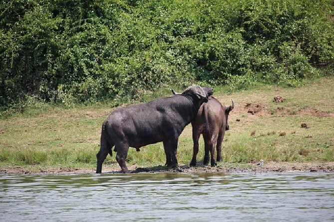 3-Day Safari in Queen Elizabeth National Park Uganda from Kampala - Day 1: The long road from Kampala to the park