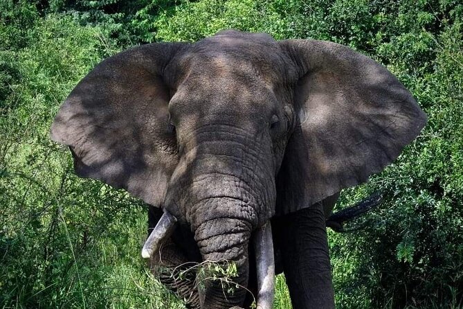 3-Day Tour in Murchison Falls Safari & Rhino Tracking - Why Murchison Falls Works in Three Days