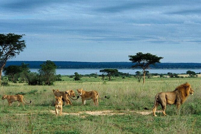 3-Day Tour in Murchison Falls Safari & Rhino Tracking - What the $890 Price Really Buys