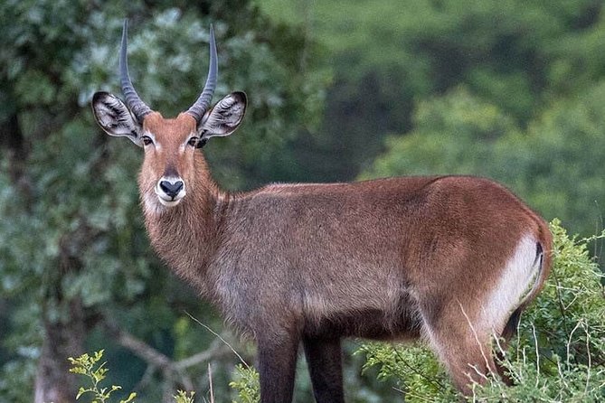 3-Day Tour in Murchison Falls Safari & Rhino Tracking - Who Will Get the Most From This Tour?