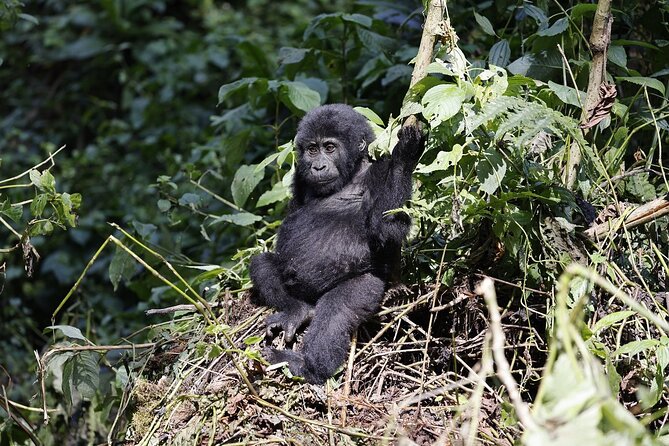 3 Day Uganda Gorilla Trekking and Batwa Pygmies Experience - What the private format changes