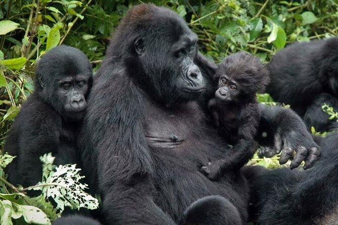 3-Day Uganda Gorilla Trekking Safari - Why this three-day Uganda safari works