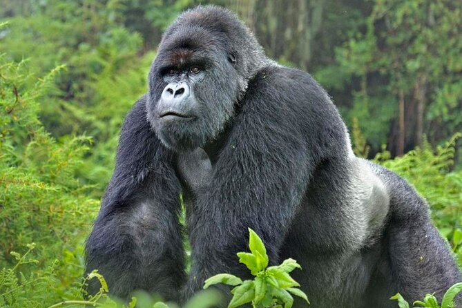 3-Day Uganda Gorilla Trekking Safari - Day 2: Registration, briefing, and the forest trek