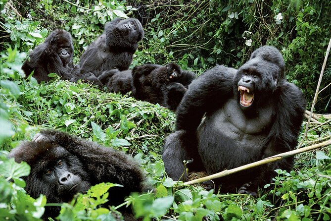 3-Day Uganda Gorilla Trekking Safari - Day 3: Returning to Entebbe