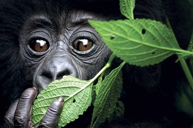 3-Day Uganda Gorilla Trekking Safari - What I like, and what gives me pause