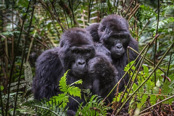 3-Day Uganda Gorilla Trekking Safari - Bwindi’s forest and its mountain gorillas