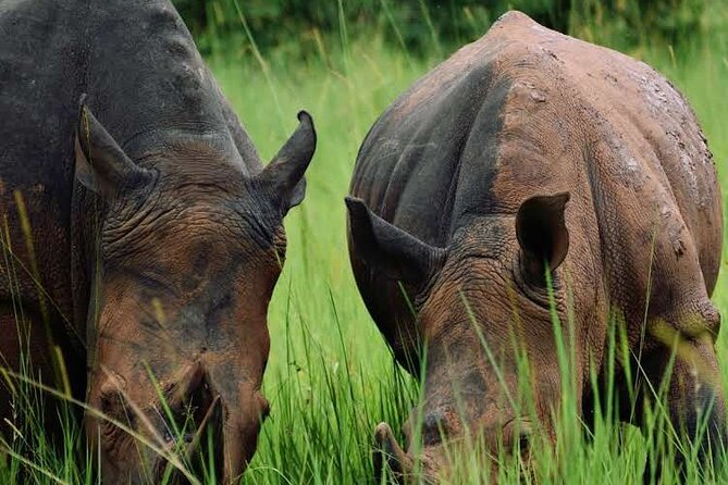 3-Day Ultimate Big Five Safari - Murchison Falls & Rhinos - Why this short Uganda safari works