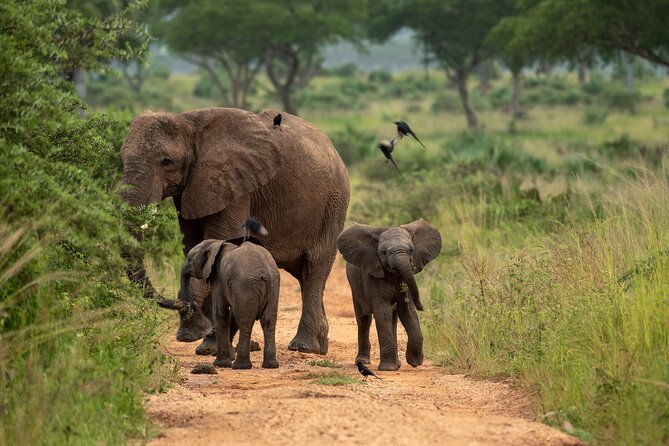 3-Day Ultimate Big Five Safari - Murchison Falls & Rhinos - Shared accommodation and what the price covers