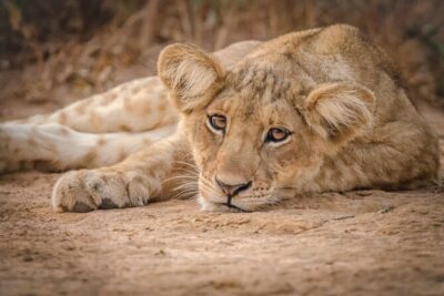 3-Day Ultimate Big Five Safari – Murchison Falls & Rhinos
