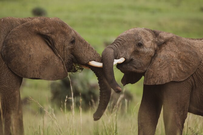 3-Day Ultimate Big Five Safari - Murchison Falls & Rhinos - Day 2: The main game drive through Murchison Falls