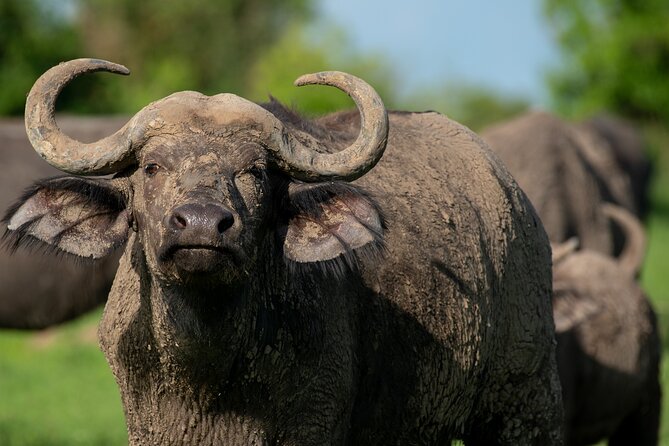 3-Day Ultimate Big Five Safari - Murchison Falls & Rhinos - The Victoria Nile boat safari