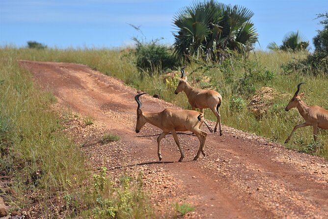 3-Day Ultimate Big Five Safari - Murchison Falls & Rhinos - Day 3: One last wildlife search and the road to Kampala