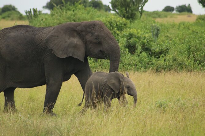 3-Day Ultimate Big Five Safari - Murchison Falls & Rhinos - How the safari delivers value at $995