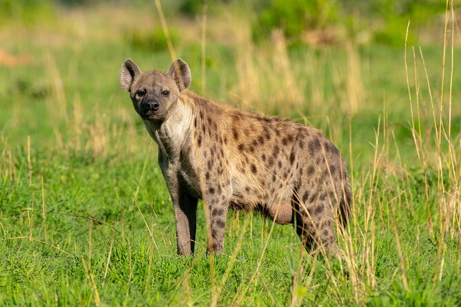 3-Day Ultimate Big Five Safari - Murchison Falls & Rhinos - Who will enjoy this trip most