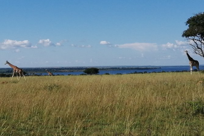 3 Days 2 Nights, Murchison Falls And Wildlife Safari - The safari in six useful points