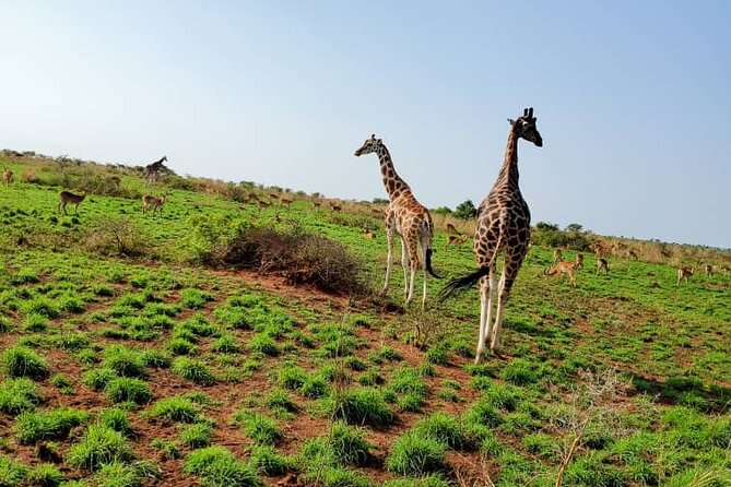 3 Days 2 Nights, Murchison Falls And Wildlife Safari - Lodging, meals, and the real value of the price