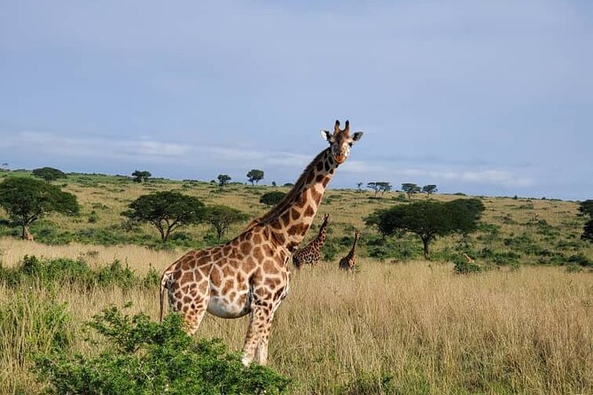 3 Days 2 Nights, Murchison Falls And Wildlife Safari - Cancellation and other practical details