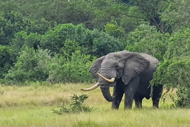 3 Days Best of Queen Elizabeth National Park Wildlife Tour - Key points at a glance