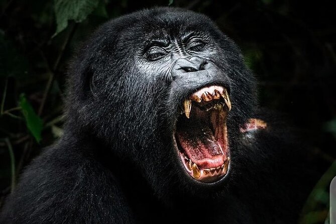 3 Days Best of Queen Elizabeth National Park Wildlife Tour - Price, meals, and the simple accommodation