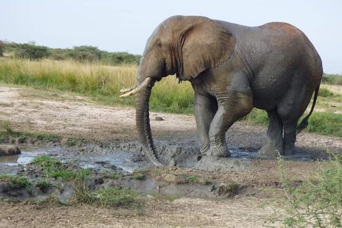 3 Days Best of Queen Elizabeth National Park Wildlife Tour - Day 1: The Equator, crater country, and the long road west