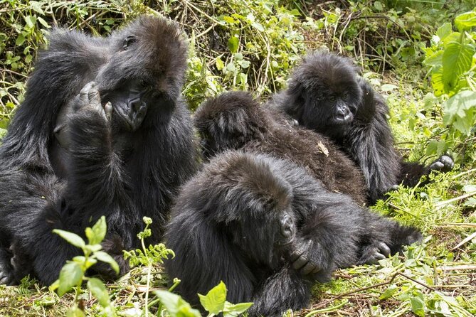 3 Days Bwindi Gorilla Trekking tour - Key points to know before booking