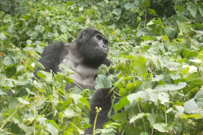 3 Days Bwindi Gorilla Trekking tour - The schedule needs a careful confirmation