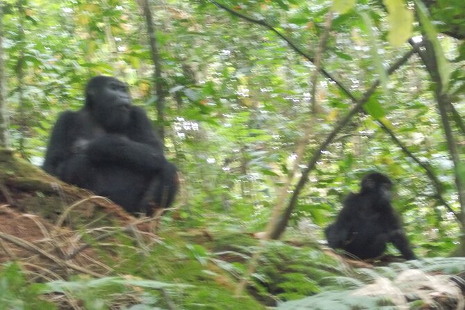 3 Days Bwindi Gorilla Trekking tour - Day 3: leaving the gorilla country for Entebbe