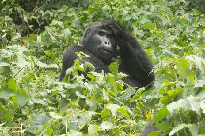 3 Days Bwindi Gorilla Trekking tour - Guides and drivers are a major part of the experience