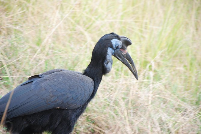 3 Days gorilla tracking - What this Uganda safari promises