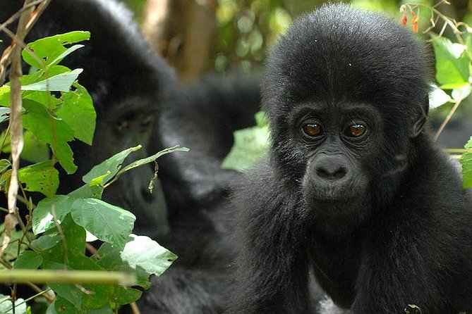 3 Days Gorilla Trekking Expedition Uganda - Day 1: From Entebbe or Kampala toward Bwindi