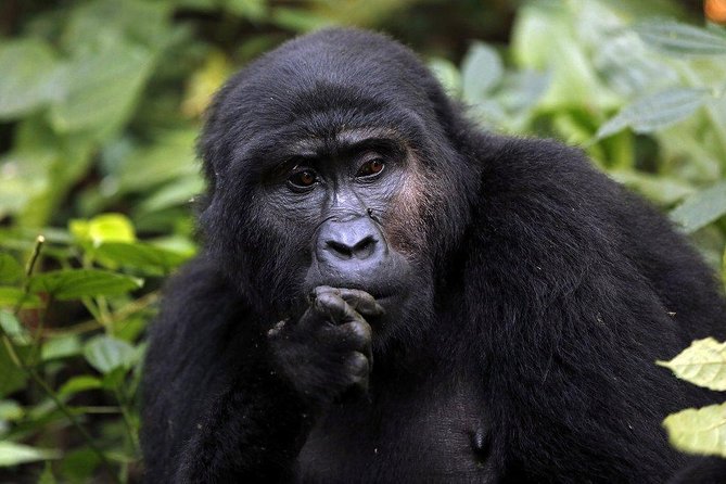 3 Days Gorilla Trekking Expedition Uganda - Day 2: The main event in Bwindi Forest