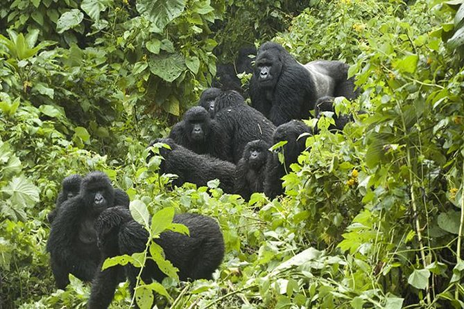 3 days Gorilla Trekking in Bwindi Inpenetrable national Park - Key points to know before you book