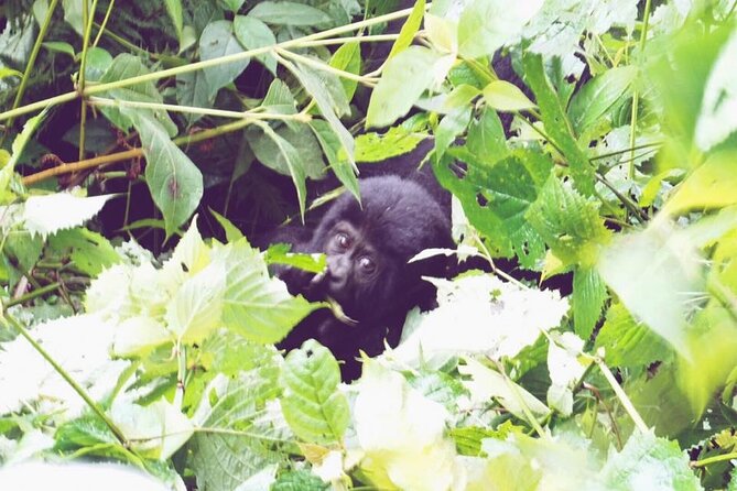 3 Days Gorilla Trekking Safari - Why Bwindi makes this trip special