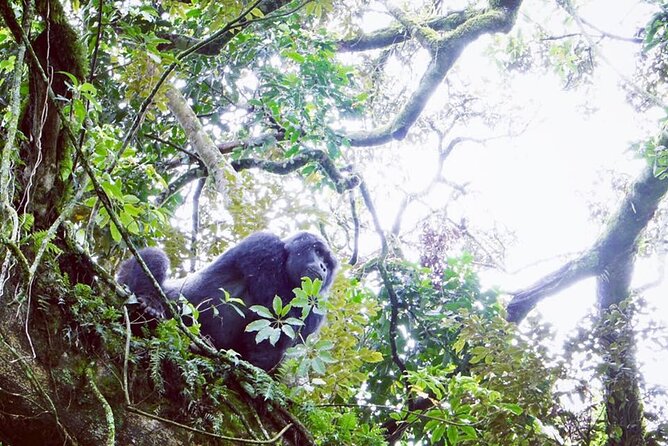 3 Days Gorilla Trekking Safari - Day three: island views and the return to Kigali