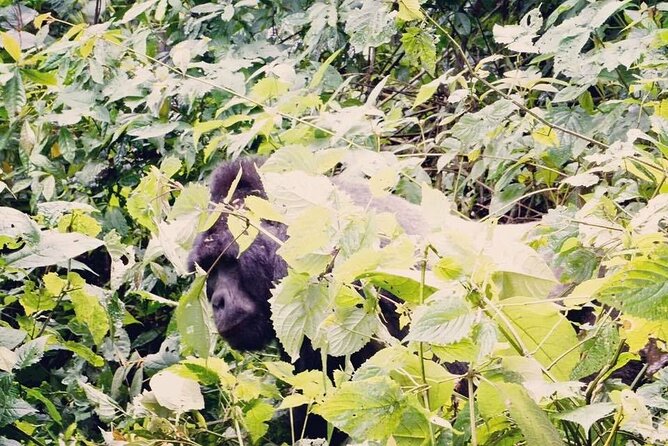 3 Days Gorilla Trekking Safari - What the strongest praise tells you